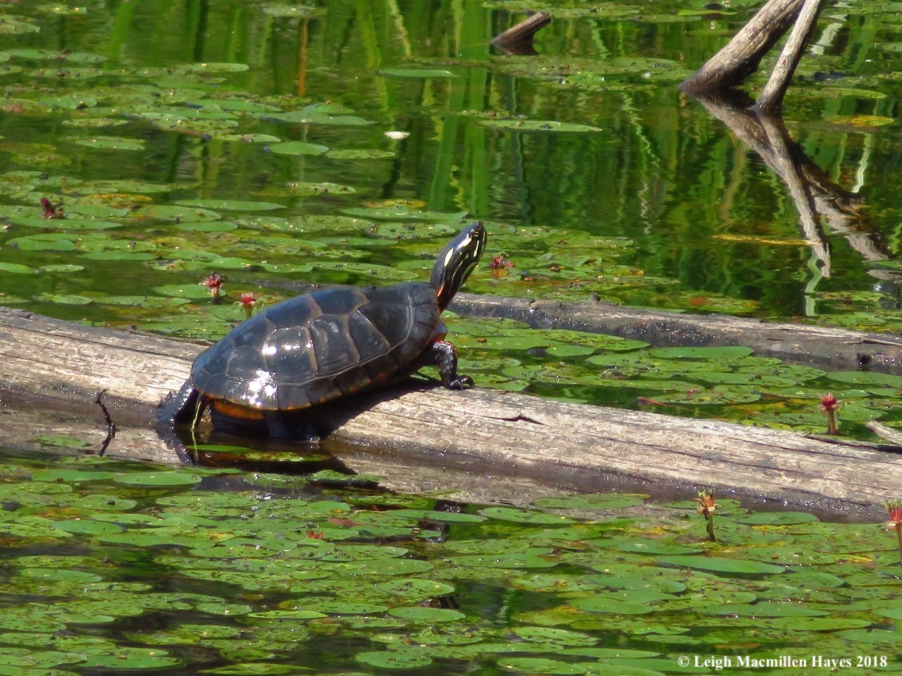 d25-painted turtle