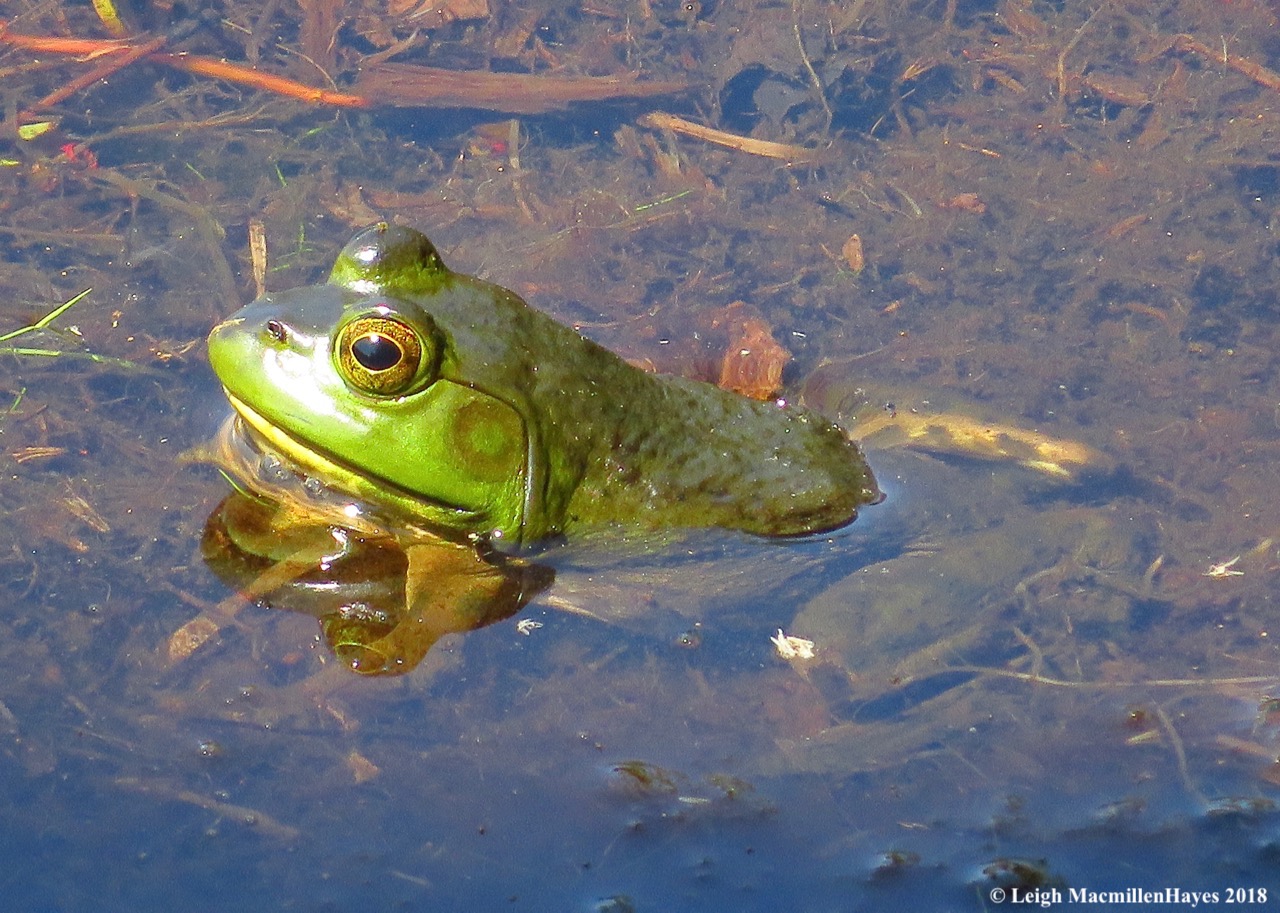 d26-bullfrog