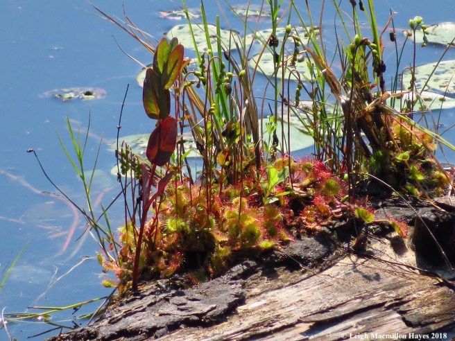 d29-sundew about to flower and marsh st.john's wort