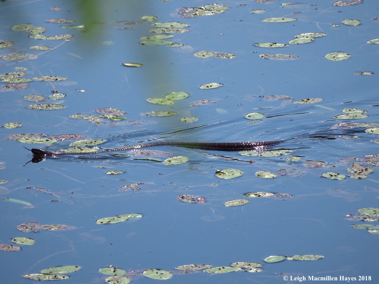 d31-water snake with tongue extended