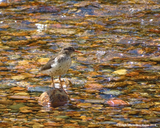 d4, spotted sandpiper