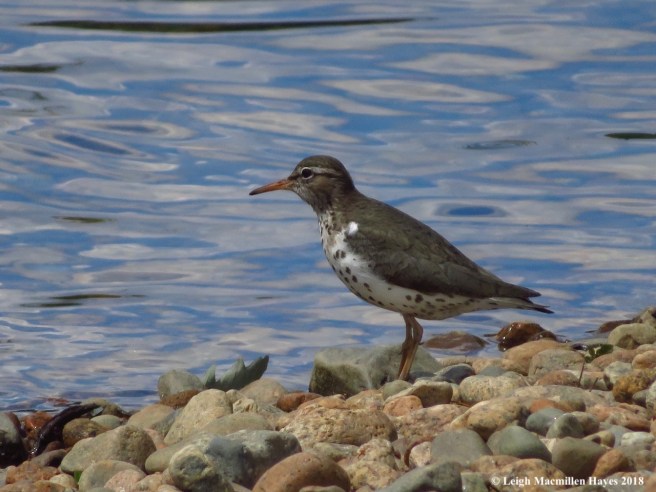 d7-spotted sandpiper
