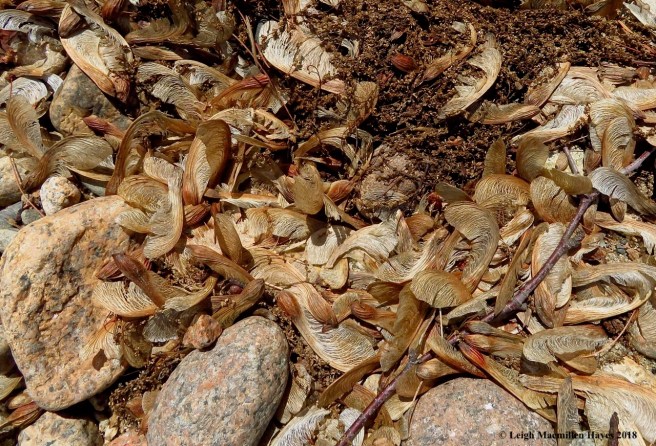 d8-silver maple samaras