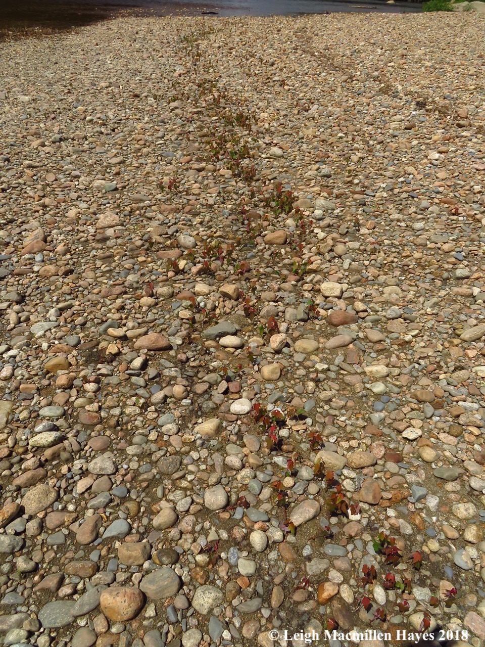 d9-silver maple saplings