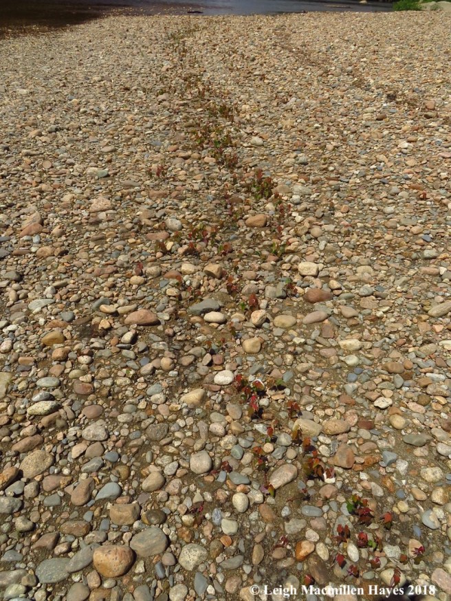 d9-silver maple saplings