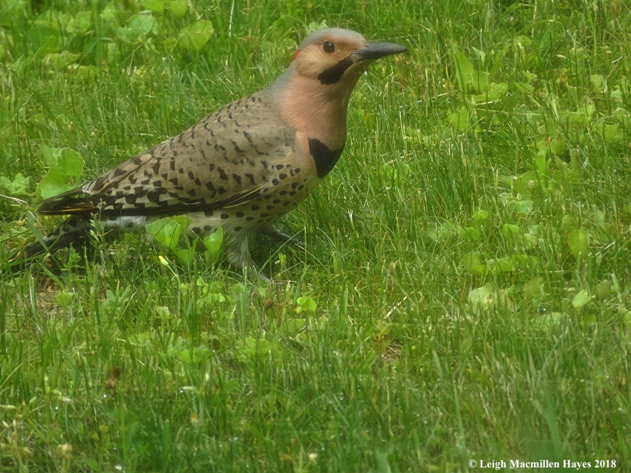 e1-northern flicker