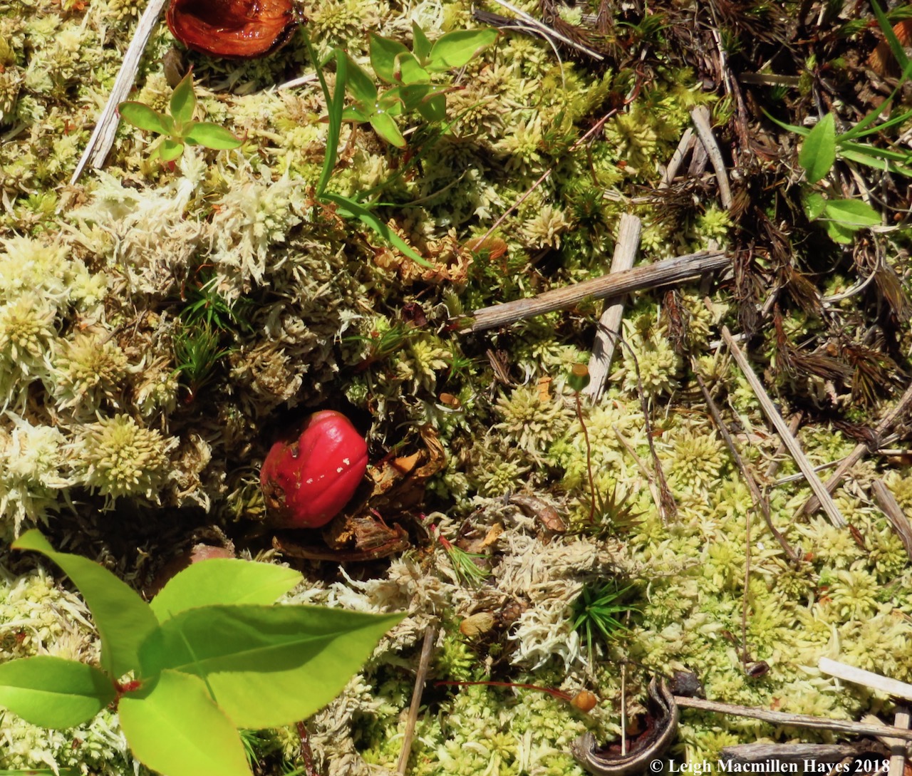 e10-sunburned oak meat