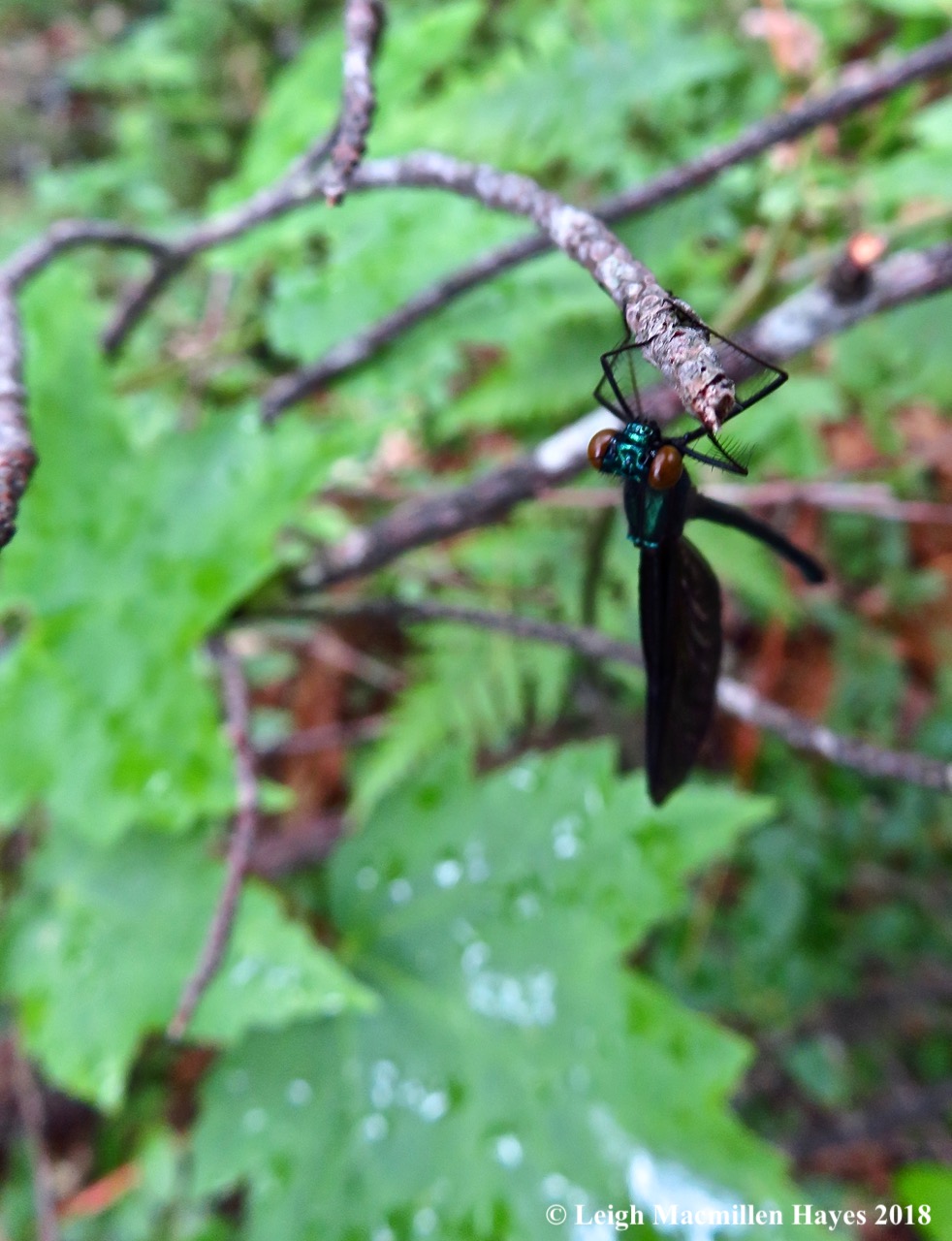 e11-ebony jewelwing