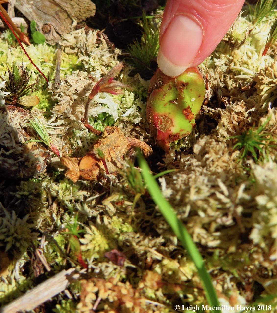 e11-oak setting root