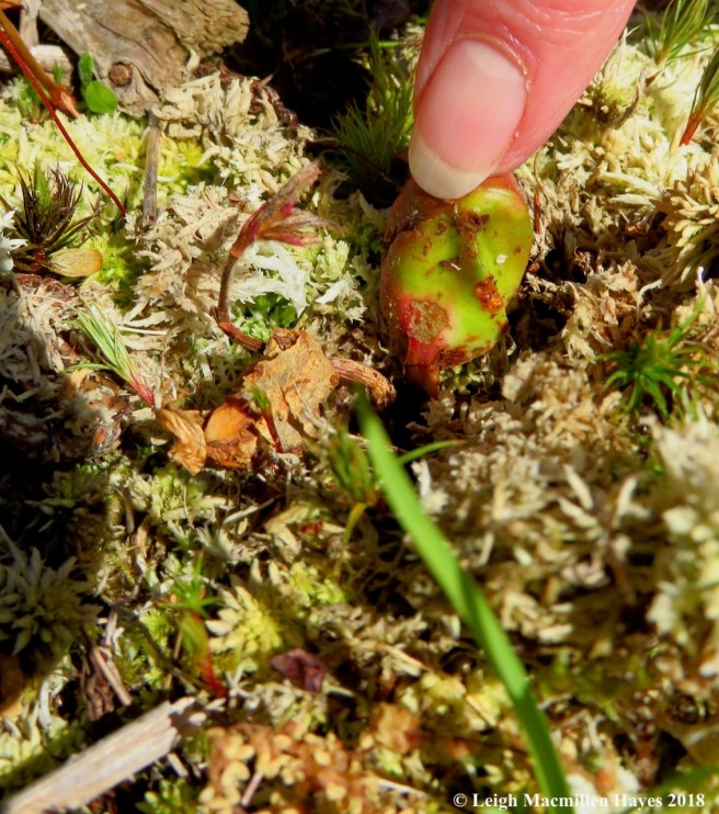 e11-oak setting root