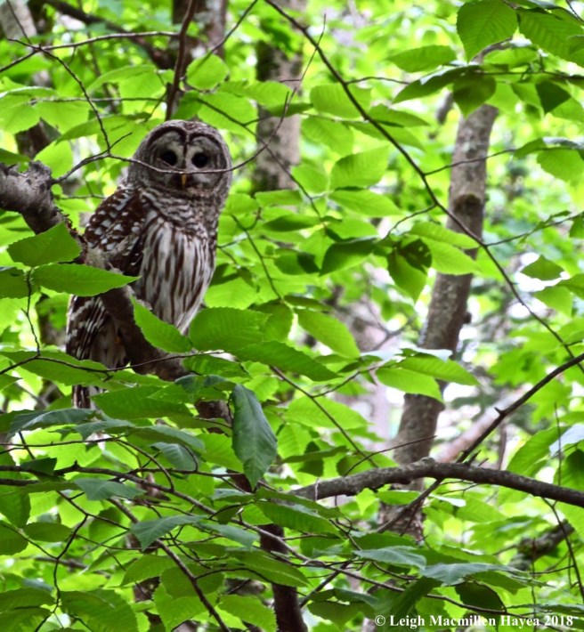 e12-barred owl