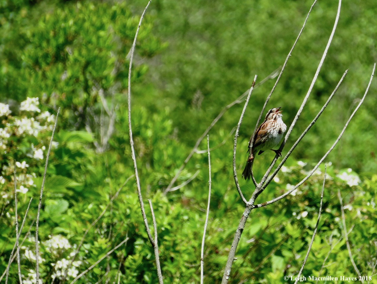 e12-song sparrow