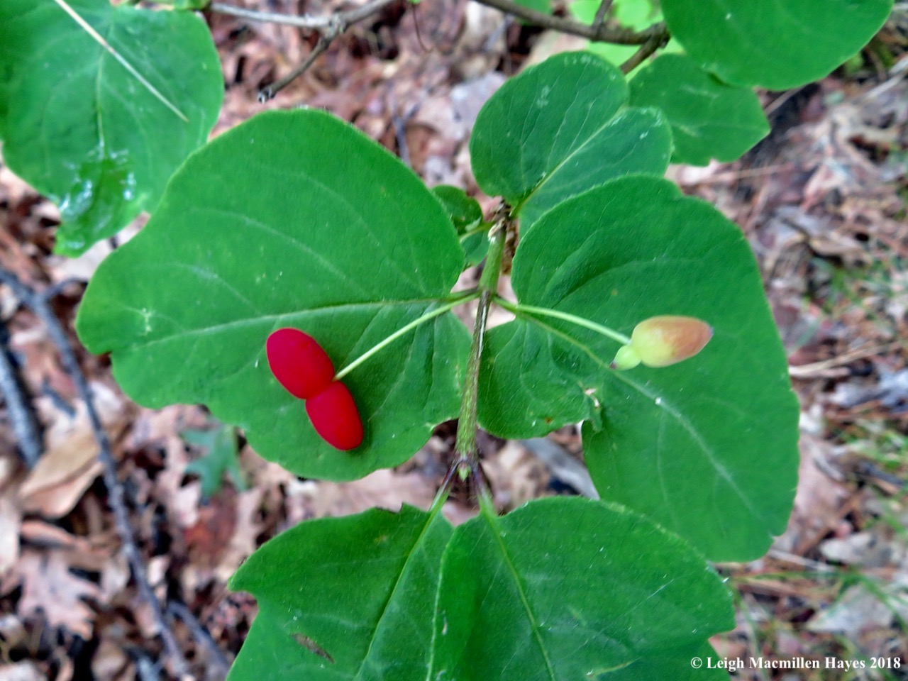 e15-American honeysuckle
