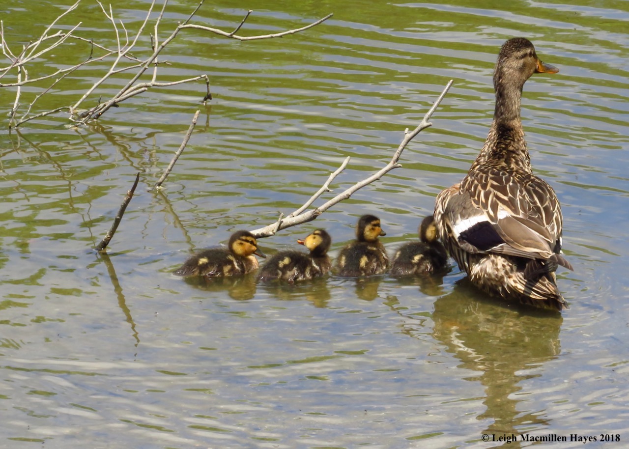 e18-ducklings all in a row