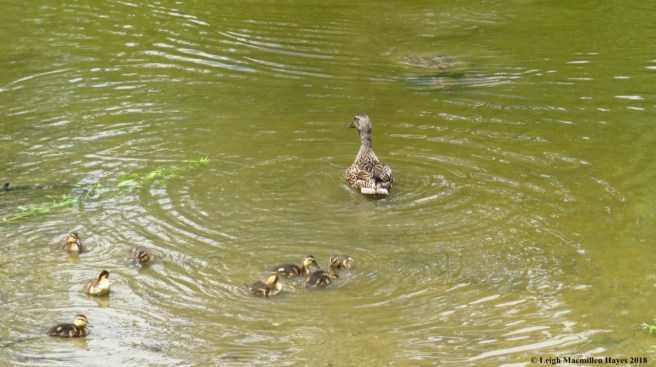 e20-ducks and turtle