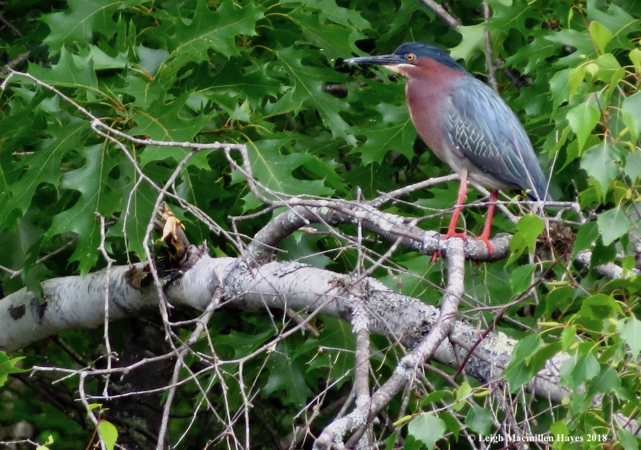 e25-green heron