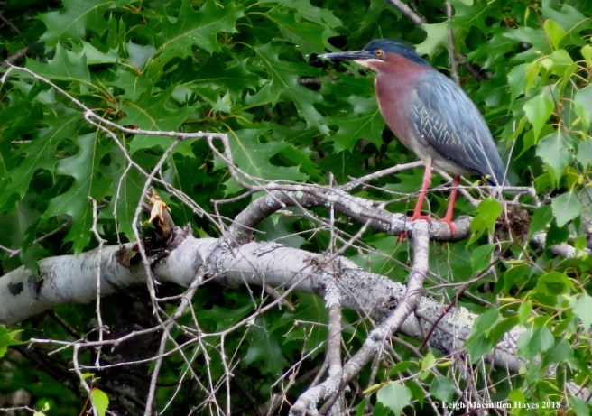 e25-green heron