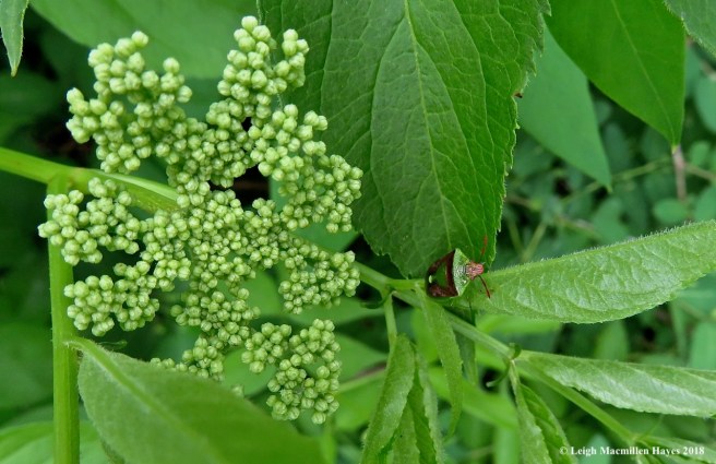 e7-green and brown stink bug