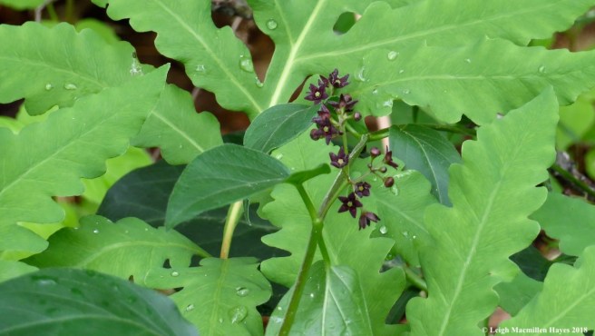 e8-black swallowwort