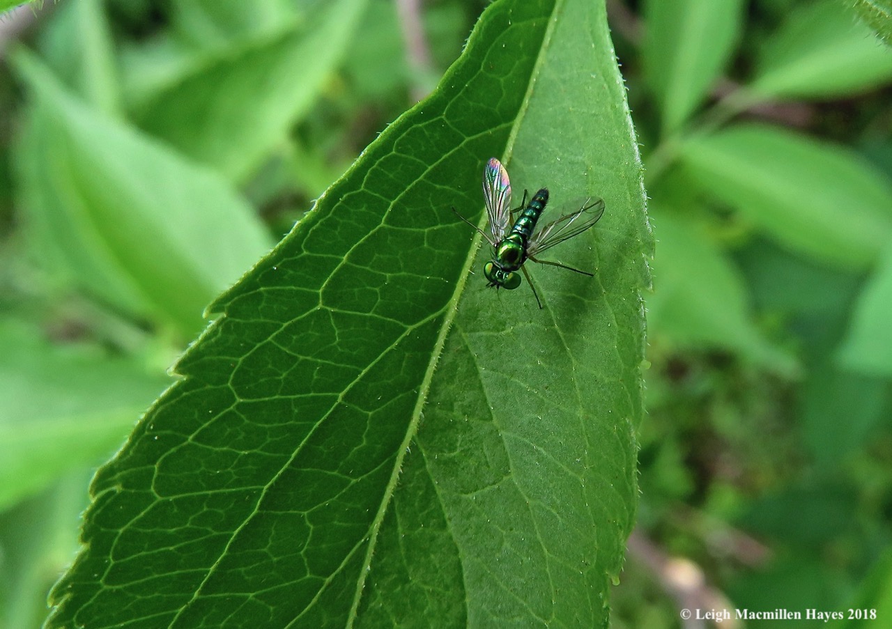 e8-long-legged fly