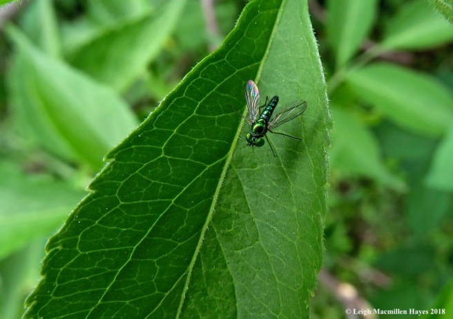 e8-long-legged fly