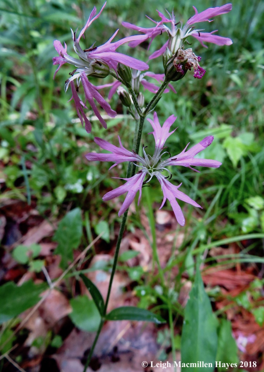 e9-ragged-robin