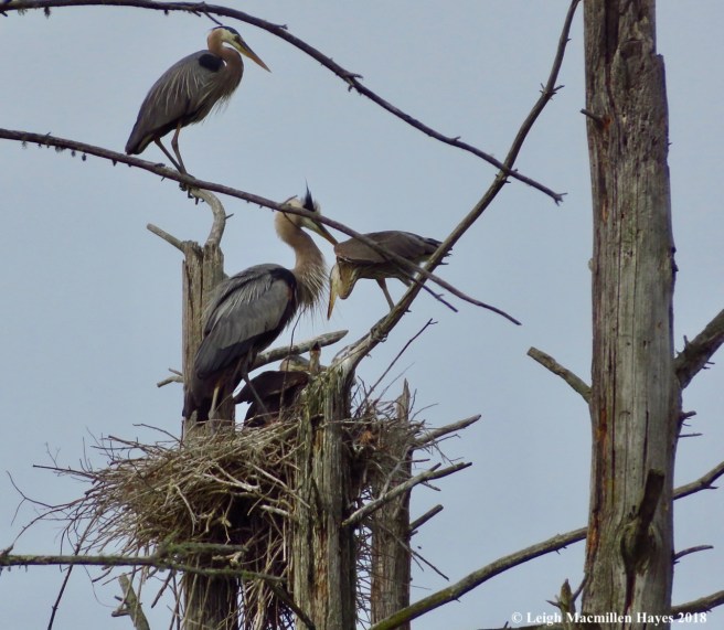 h18-what did you bring?