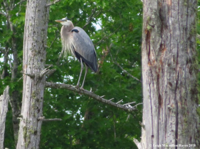 h21--watching from nearby