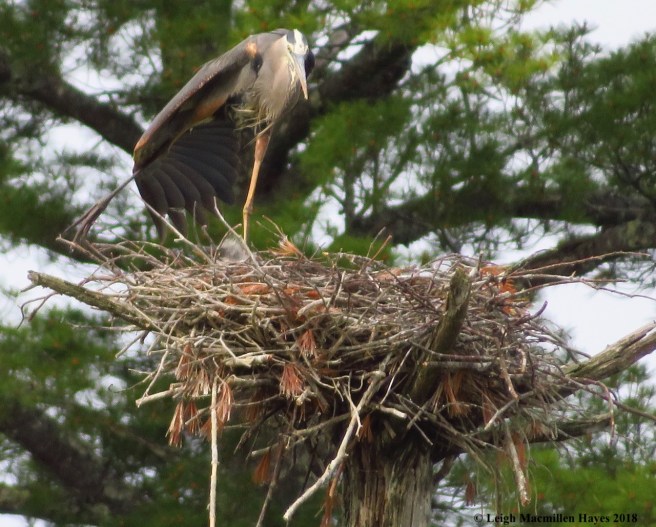 h22-stretching my wings