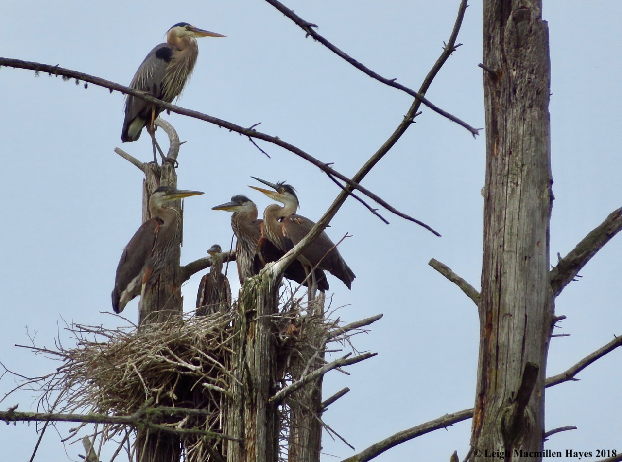 h28-don't you have any food?