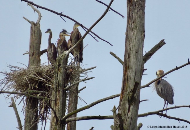 h36-did you see what he just did?