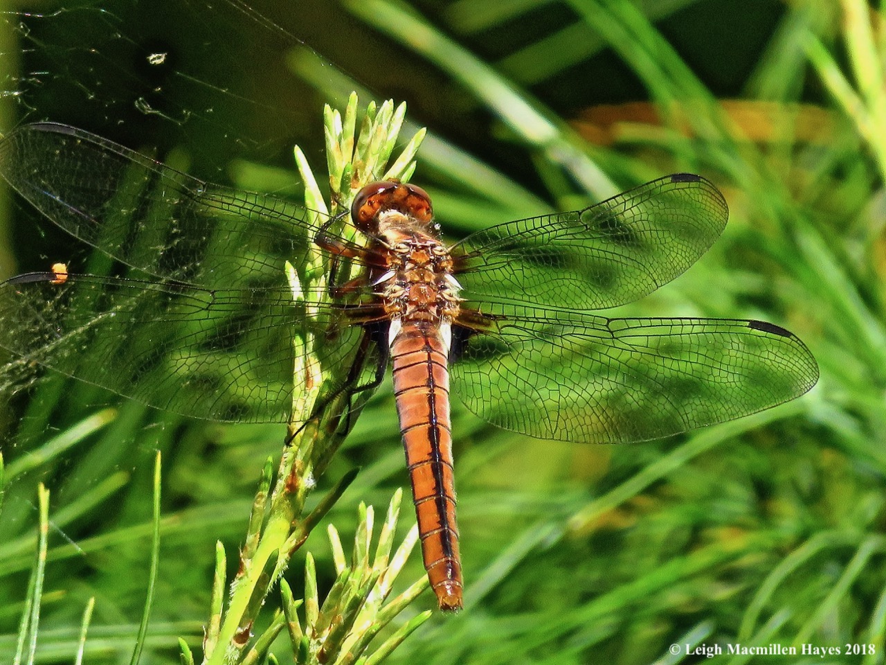 immature chalk fronted corporal 2