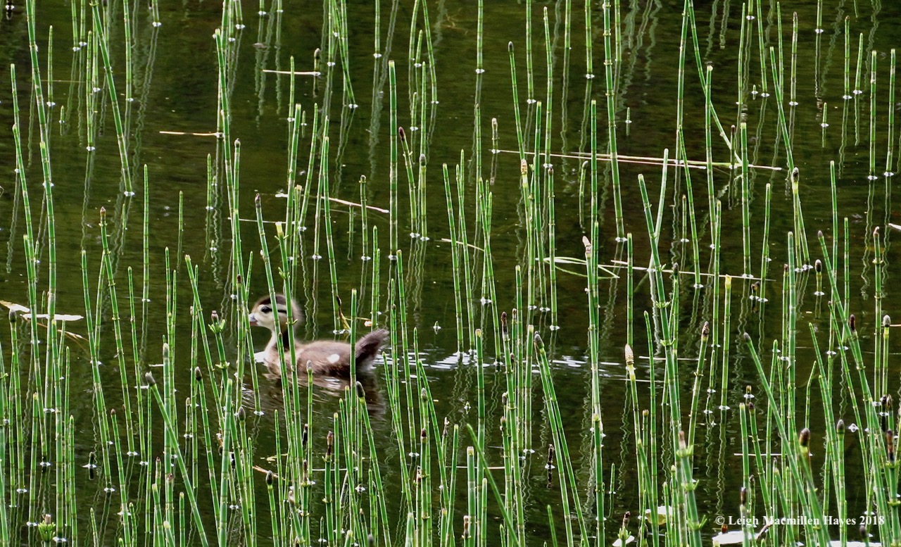 k10-mallard duckling