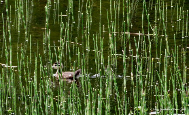 k10-mallard duckling
