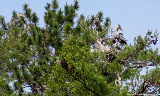 k18-birds everywhere