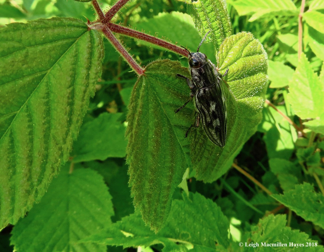 l17-Large Flathead Pine Heartwood Borer Beetle (Chalcophora virginiensis)