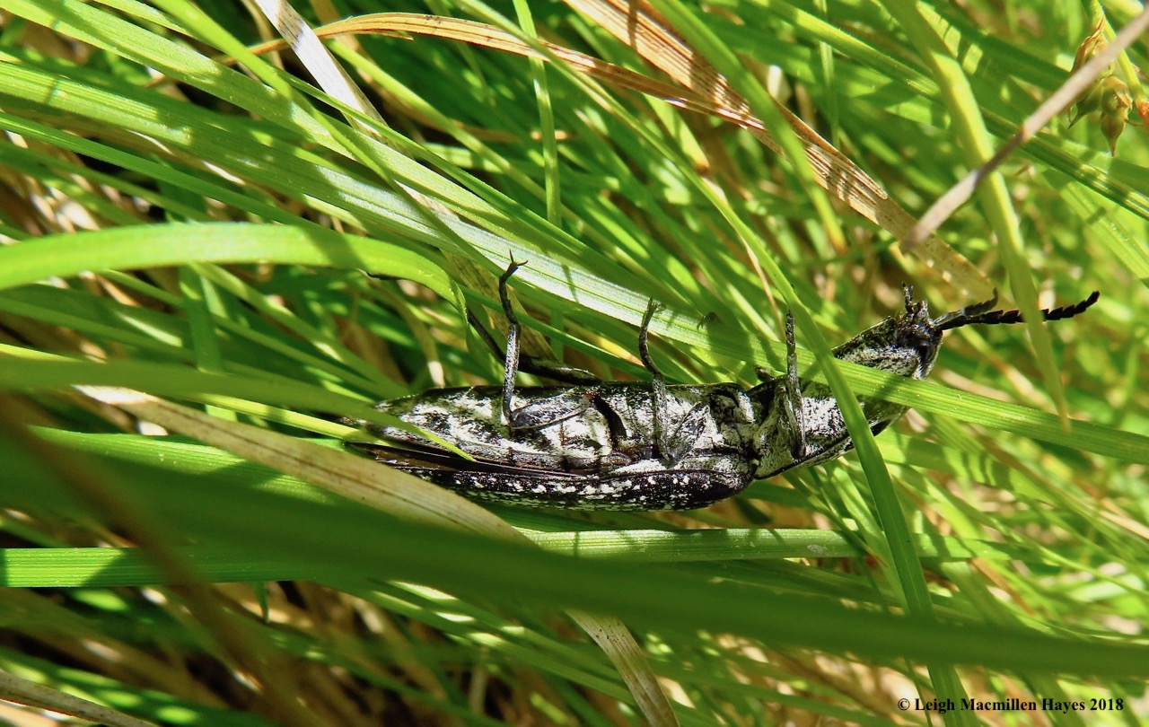 l18-click beetle