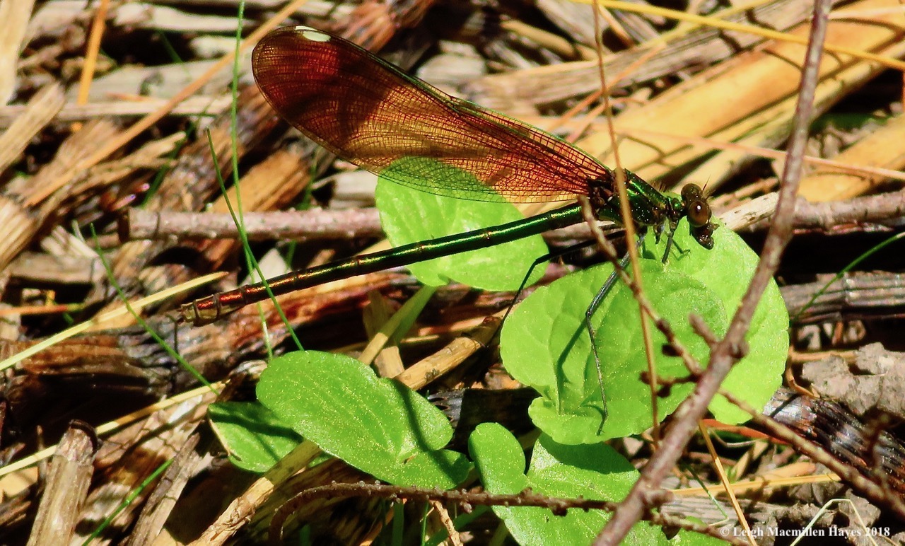 l26-female river jewelring