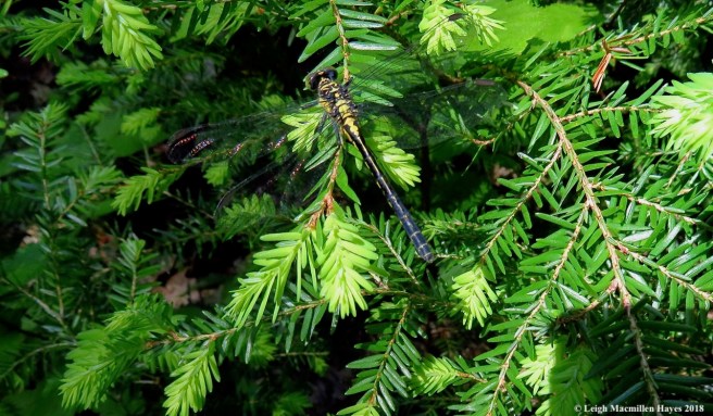 l27-green-faced clubtail