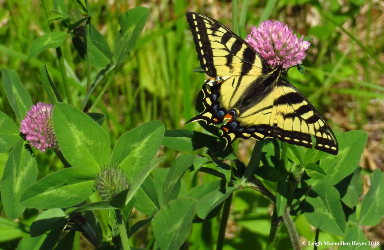 m10-canadian tiger swallowtail