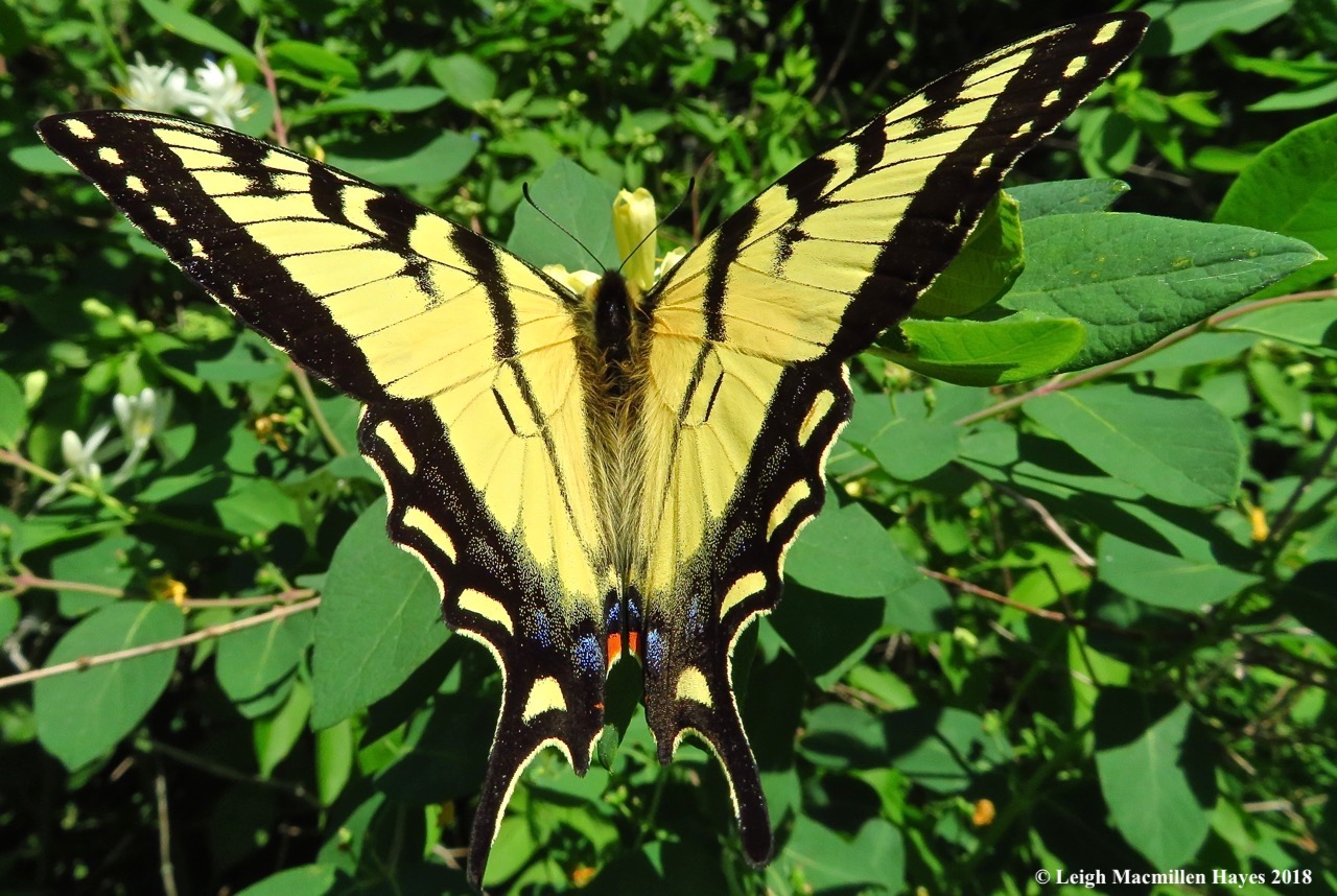 m11-eastern tiger swallowtail