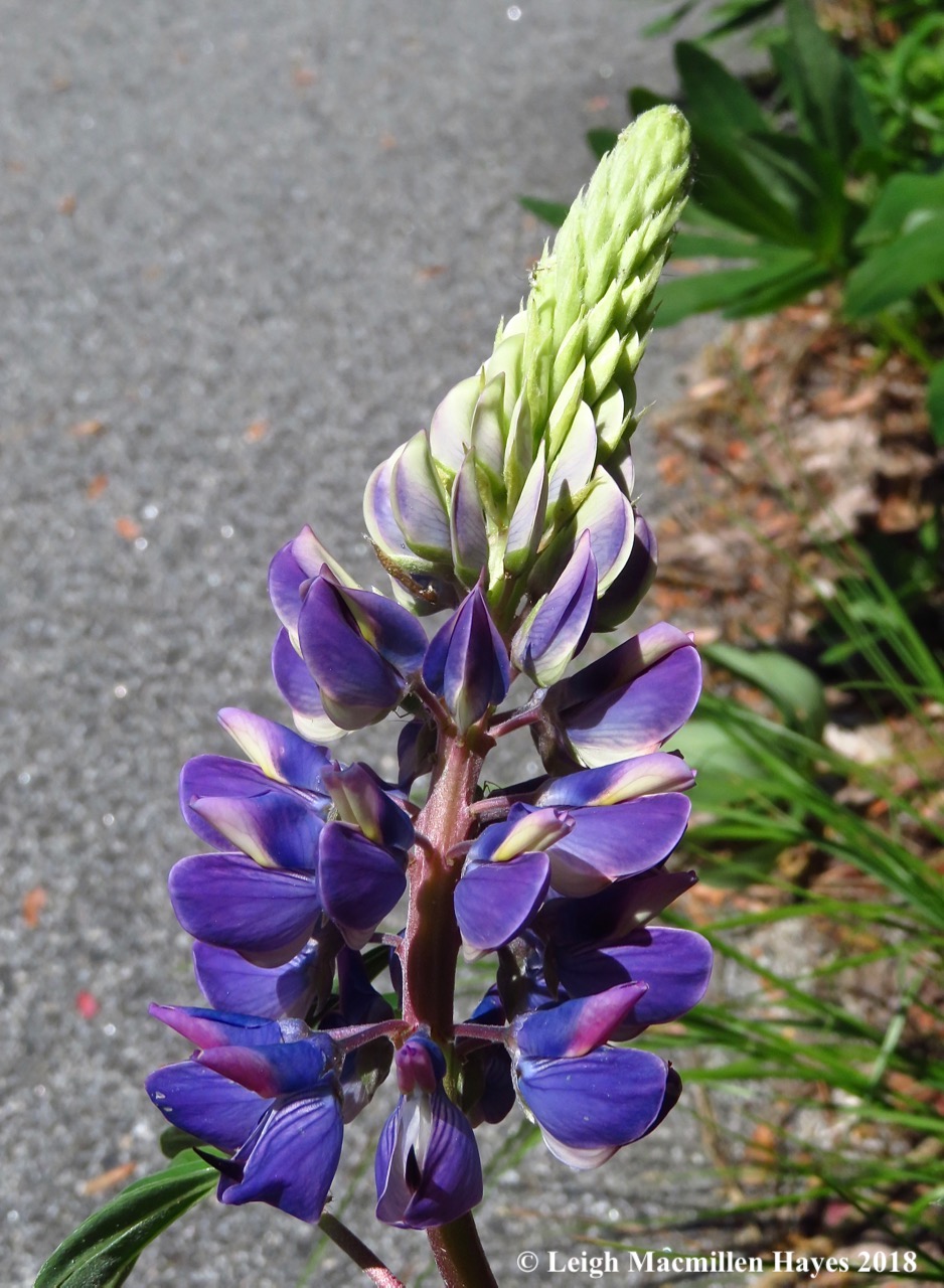 m2-lupine