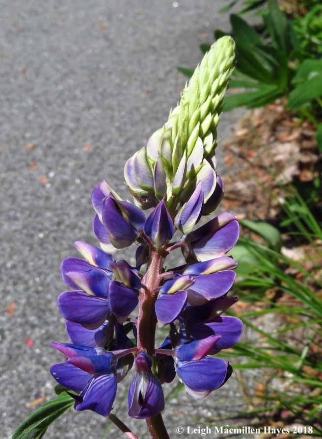 m2-lupine