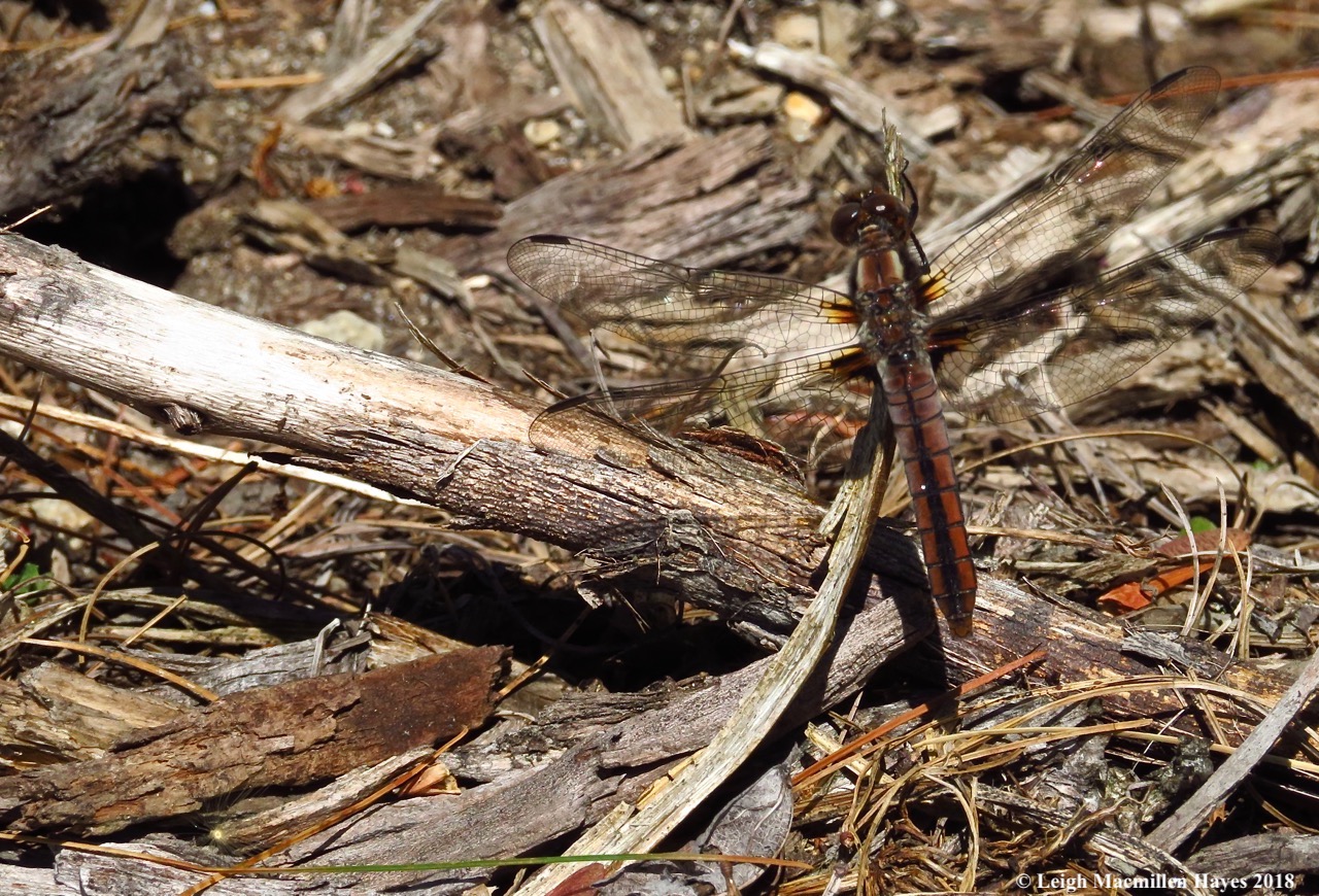 m3-chalk-fronted white corporal