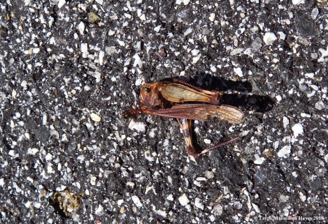 m7-ant dragging grasshopper