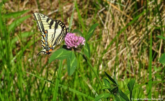 m9-tiger swallowtail