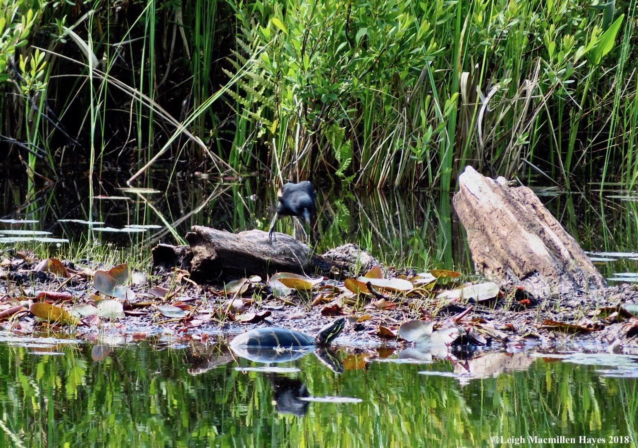 o10-red winged :painted