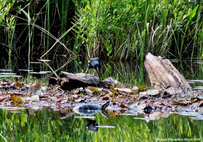 o10-red winged :painted