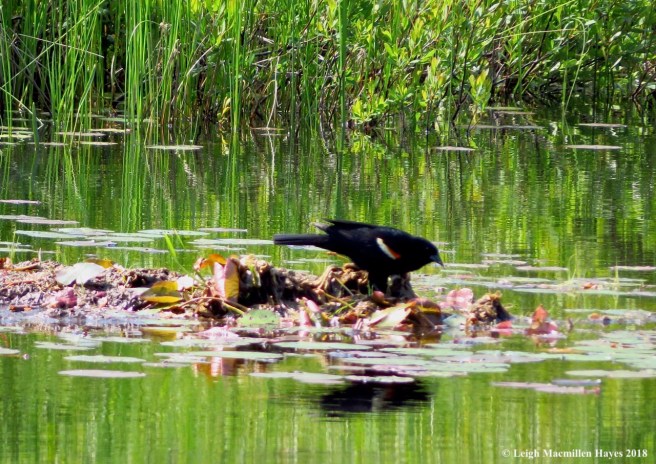 o11red winged blackbird