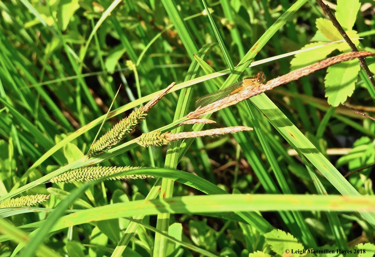 o13-female eastern forktail damsel
